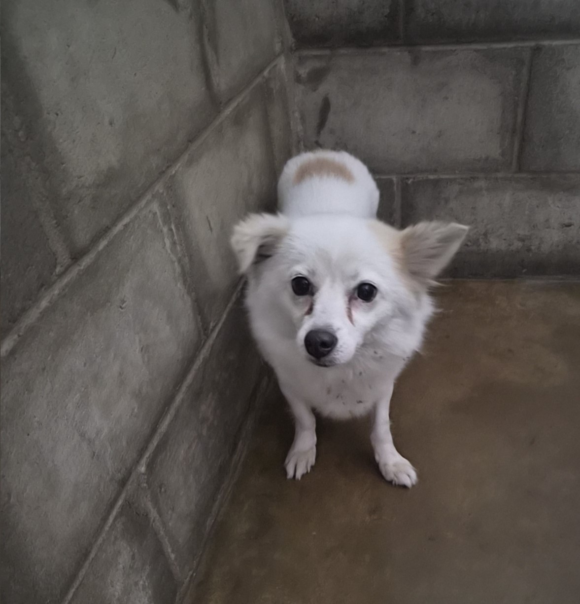 보호중 믹스견의 가…